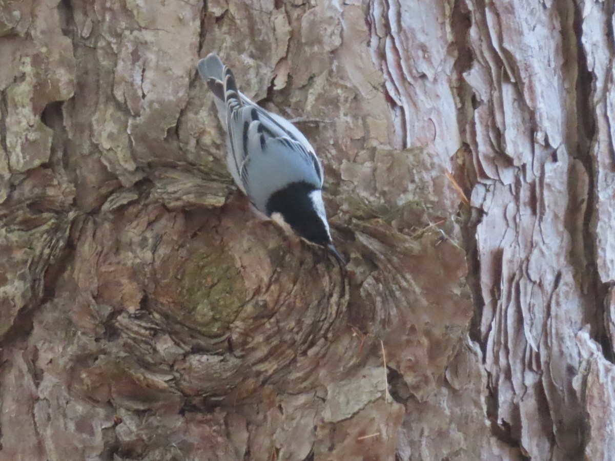 White-breasted Nuthatch - ML646328838