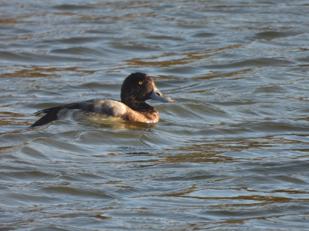 Murgilari handia/txikia - ML646328839