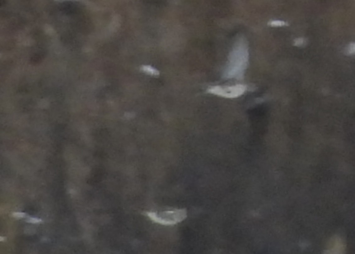 Elur-berdantza - ML646328840