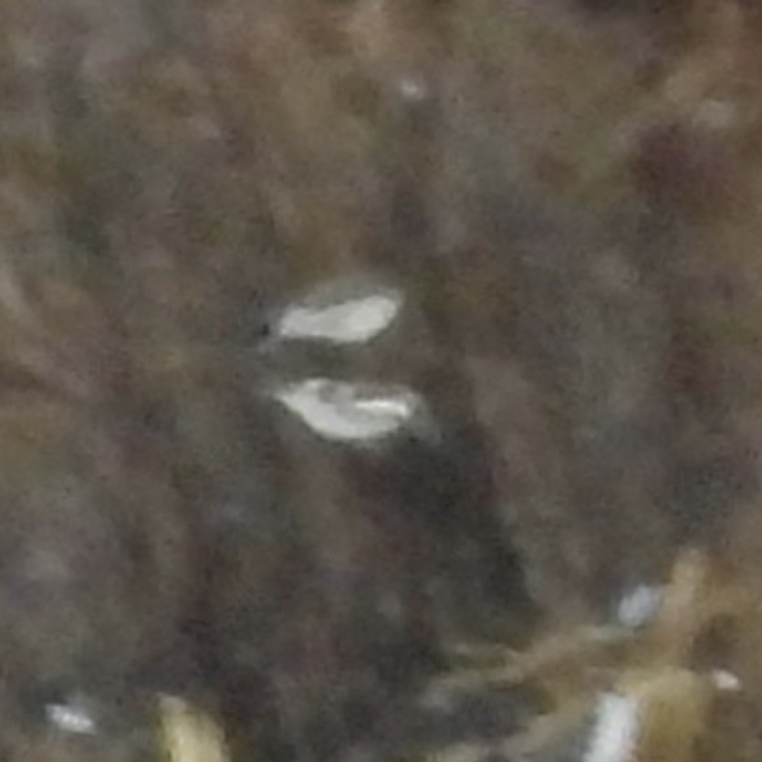 Elur-berdantza - ML646328841