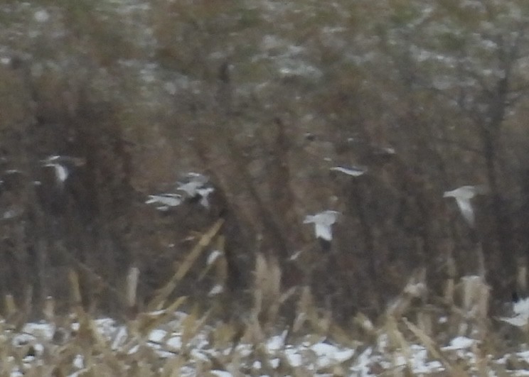 Elur-berdantza - ML646328842