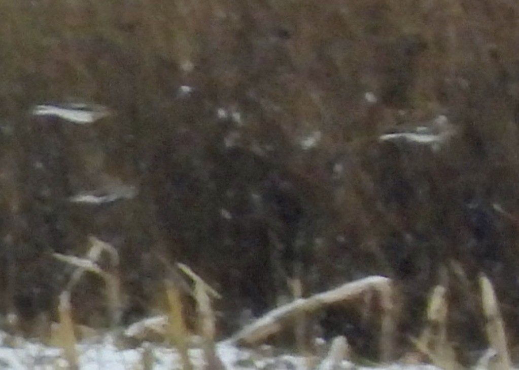 Elur-berdantza - ML646328843