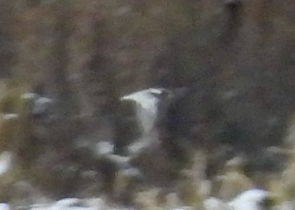 Elur-berdantza - ML646328844