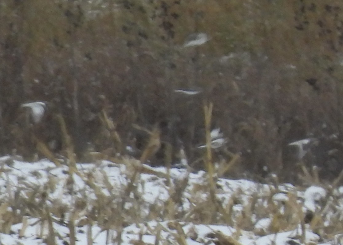 Elur-berdantza - ML646328845