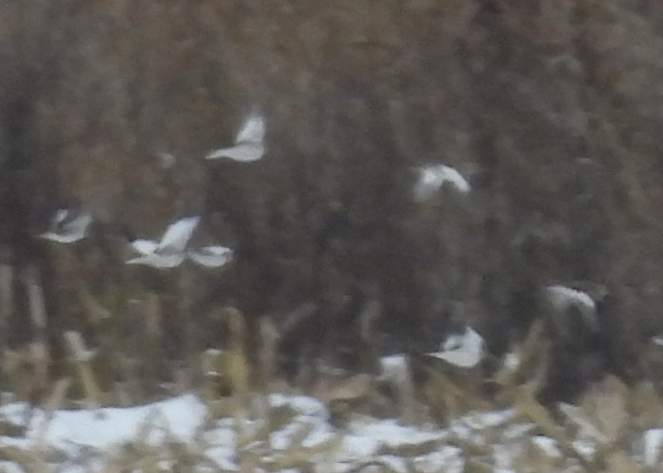 Elur-berdantza - ML646328846