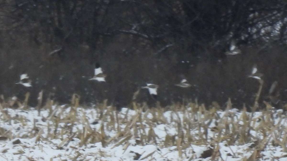 Elur-berdantza - ML646328847