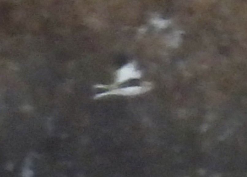 Elur-berdantza - ML646328848