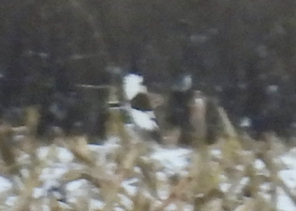 Elur-berdantza - ML646328849