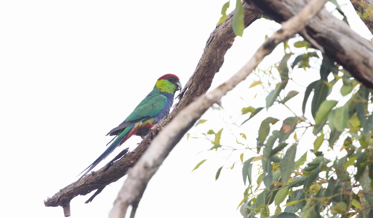 Red-capped Parrot - ML646328850