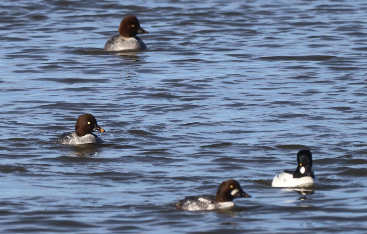 Murgilari urrebegia - ML646328851