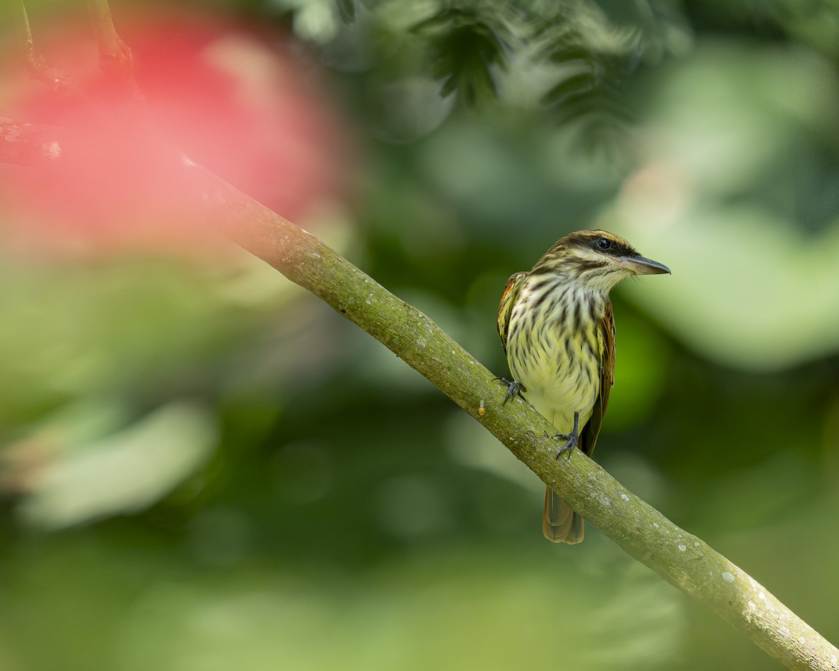 Streaked Flycatcher - ML646328852