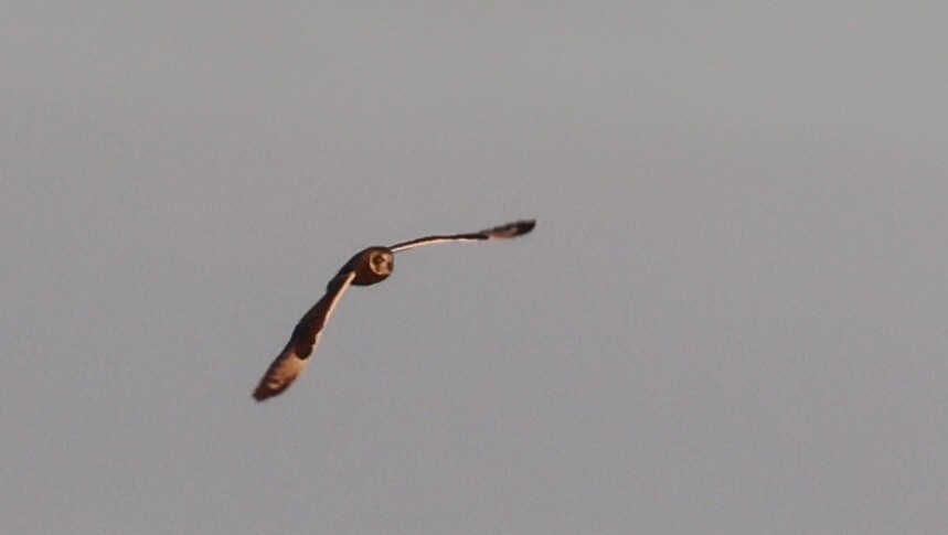 Zingira-hontza (flammeus) - ML646328853