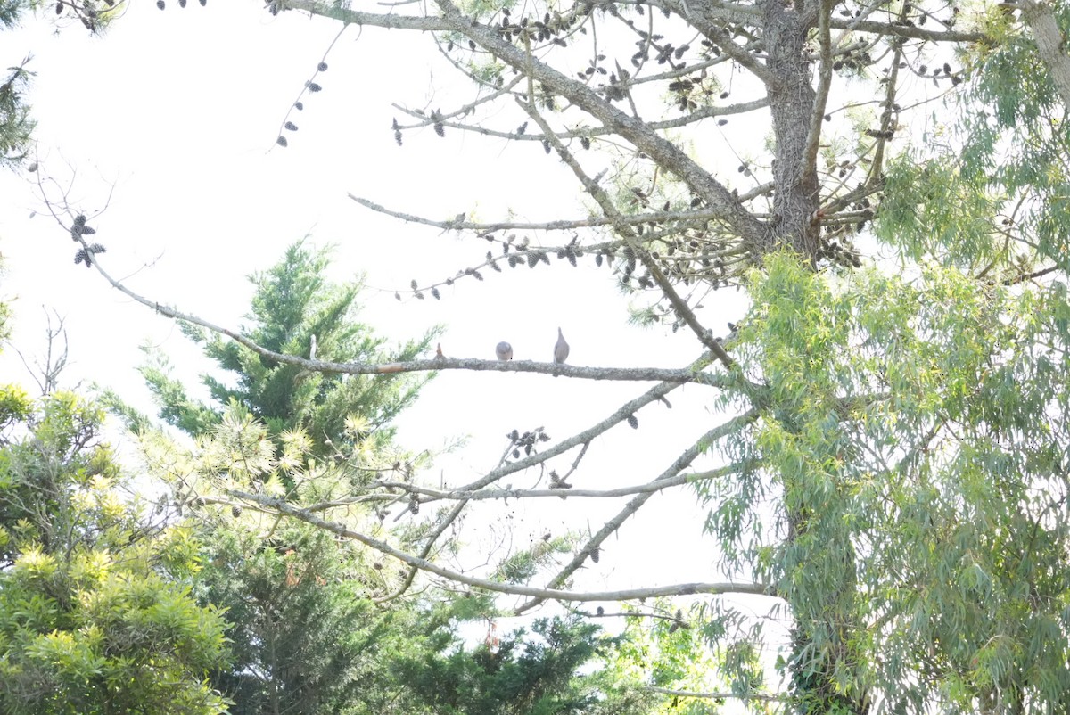 Picazuro Pigeon - ML646328854