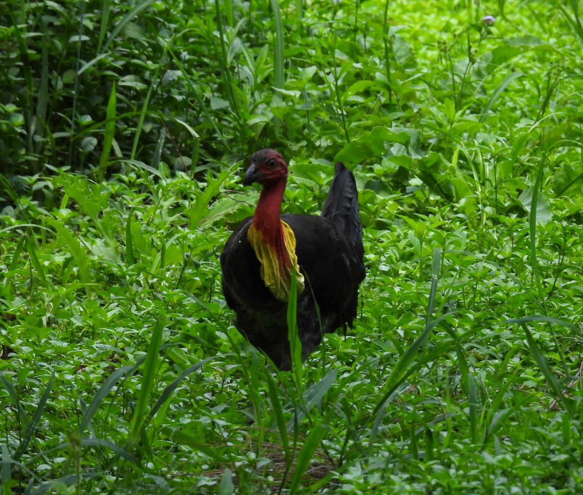 Australian Brushturkey - ML646328855