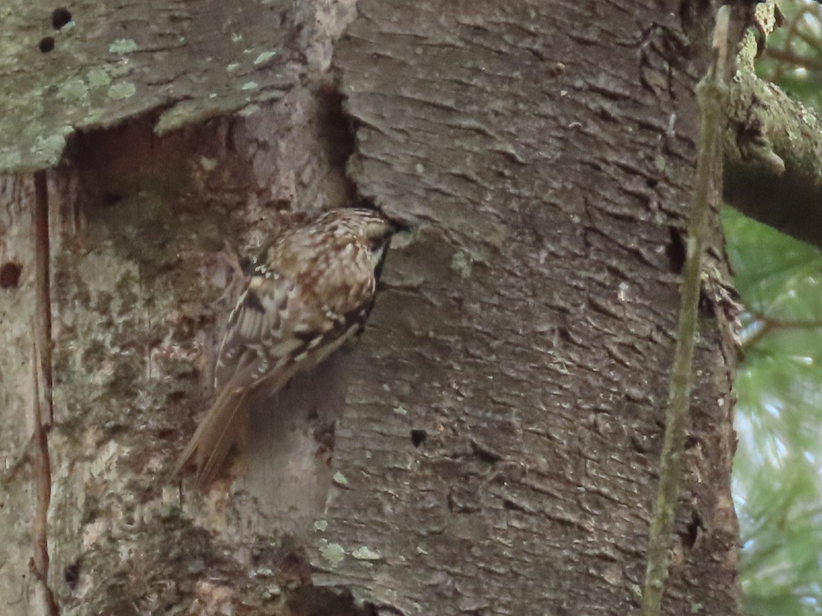 Gerri-txori amerikarra - ML646328857