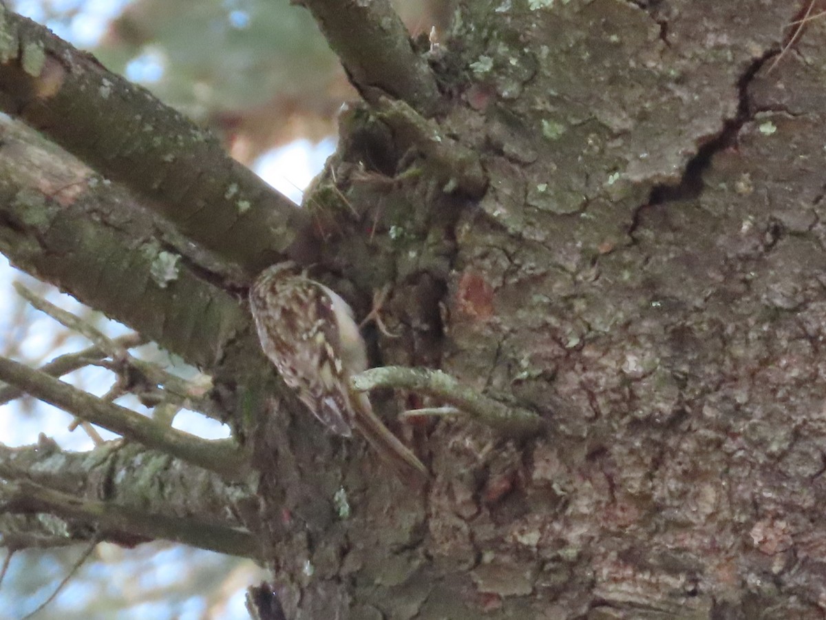 Gerri-txori amerikarra - ML646328858