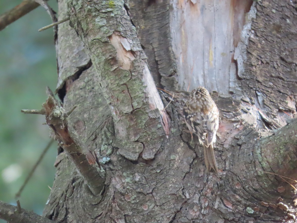 Gerri-txori amerikarra - ML646328859