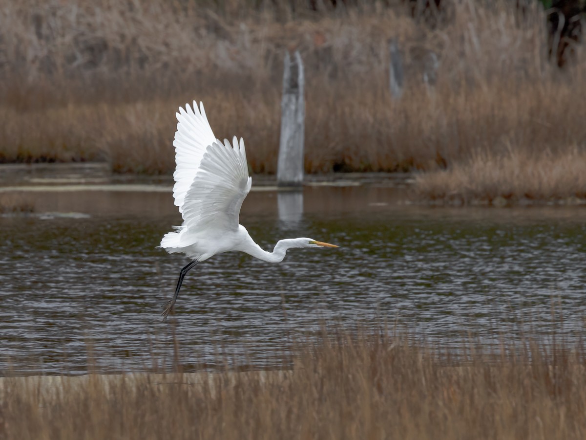 Koartza zuria - ML646328864