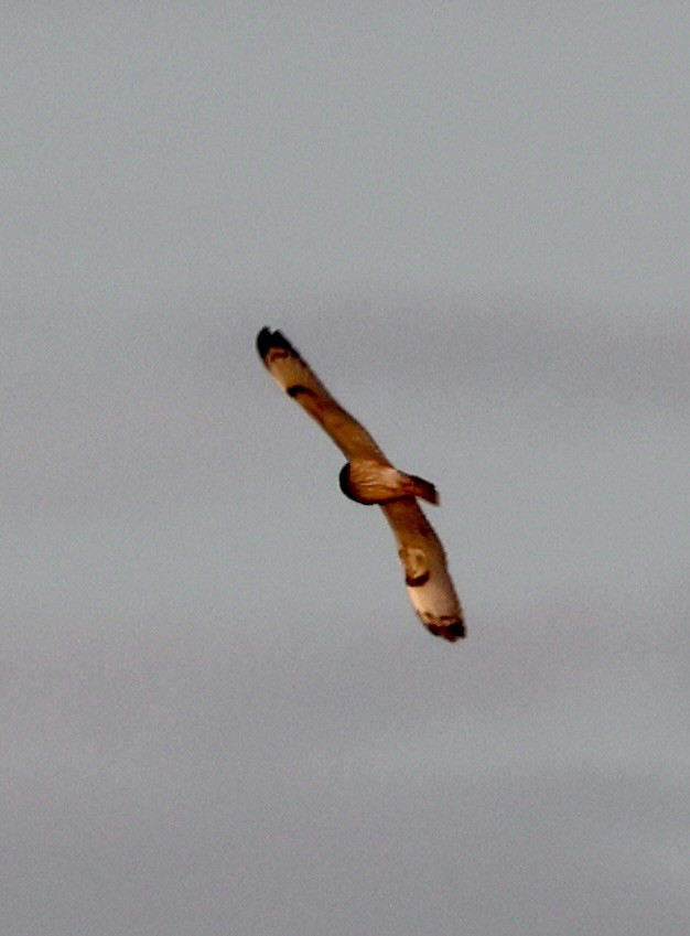 Zingira-hontza (flammeus) - ML646328866