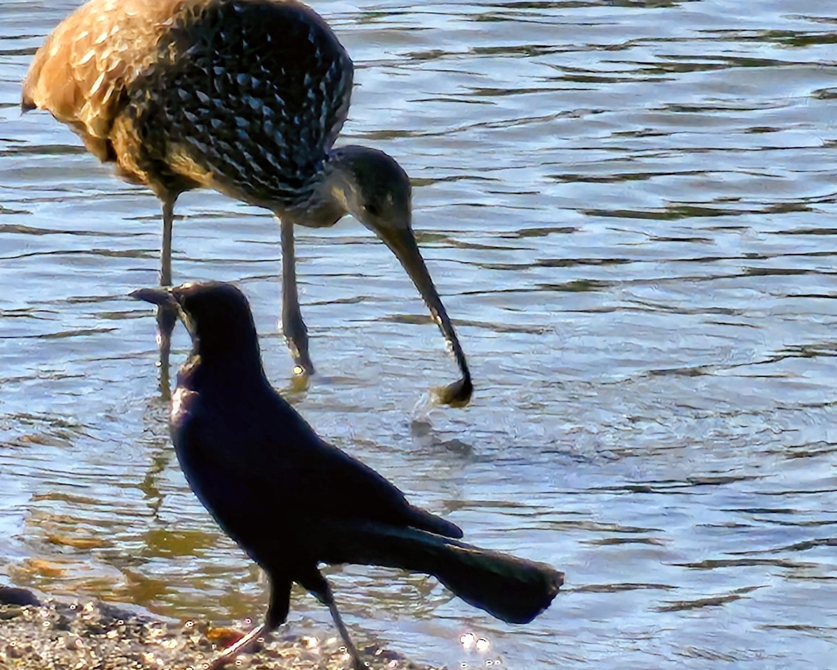 Boat-tailed Grackle - ML646328874