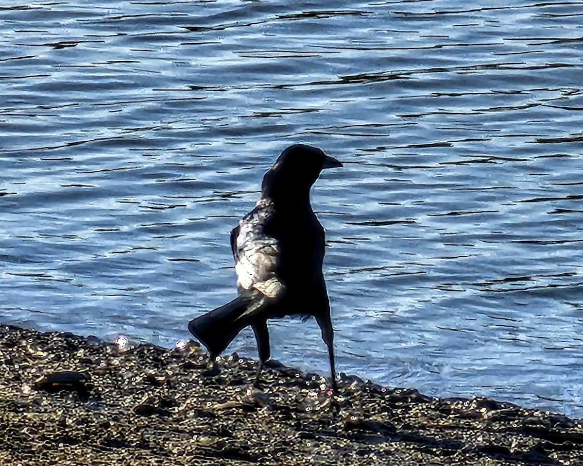 Boat-tailed Grackle - ML646328875