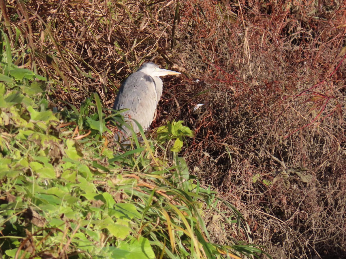 gråhegre (cinerea/jouyi) - ML646328878