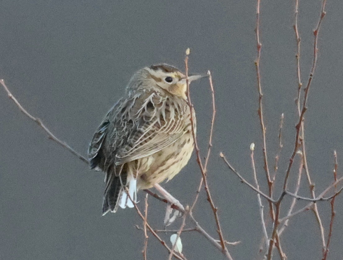 Eastern Meadowlark - ML646328881