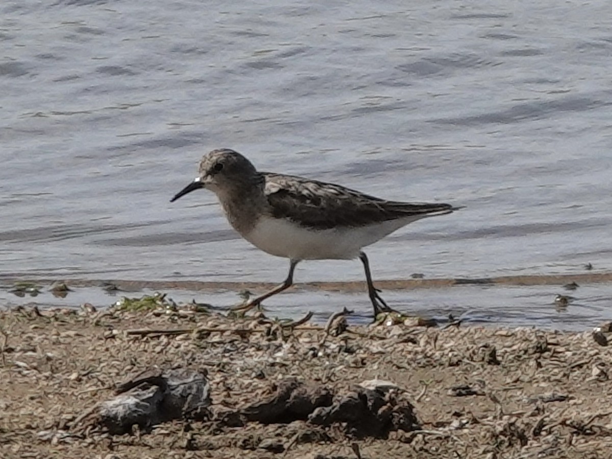 Little Stint - ML646328883