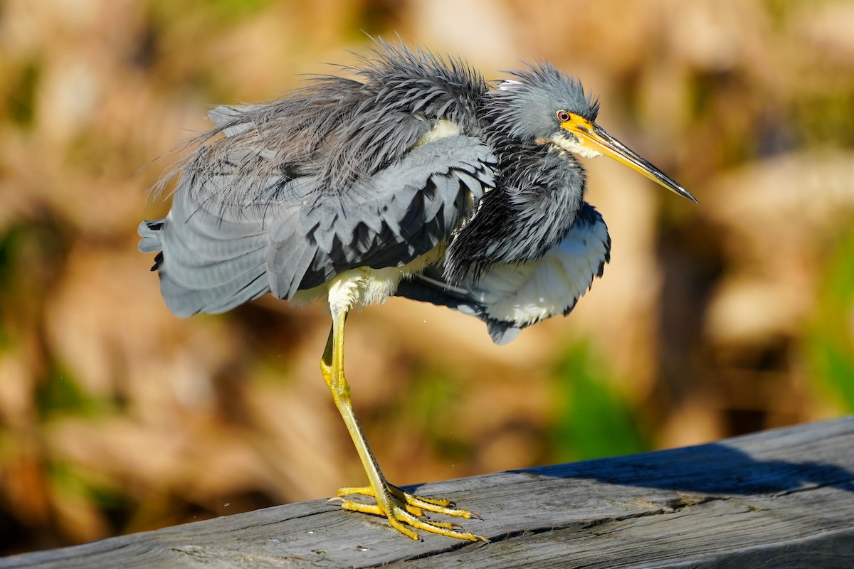 Aigrette tricolore - ML646328891