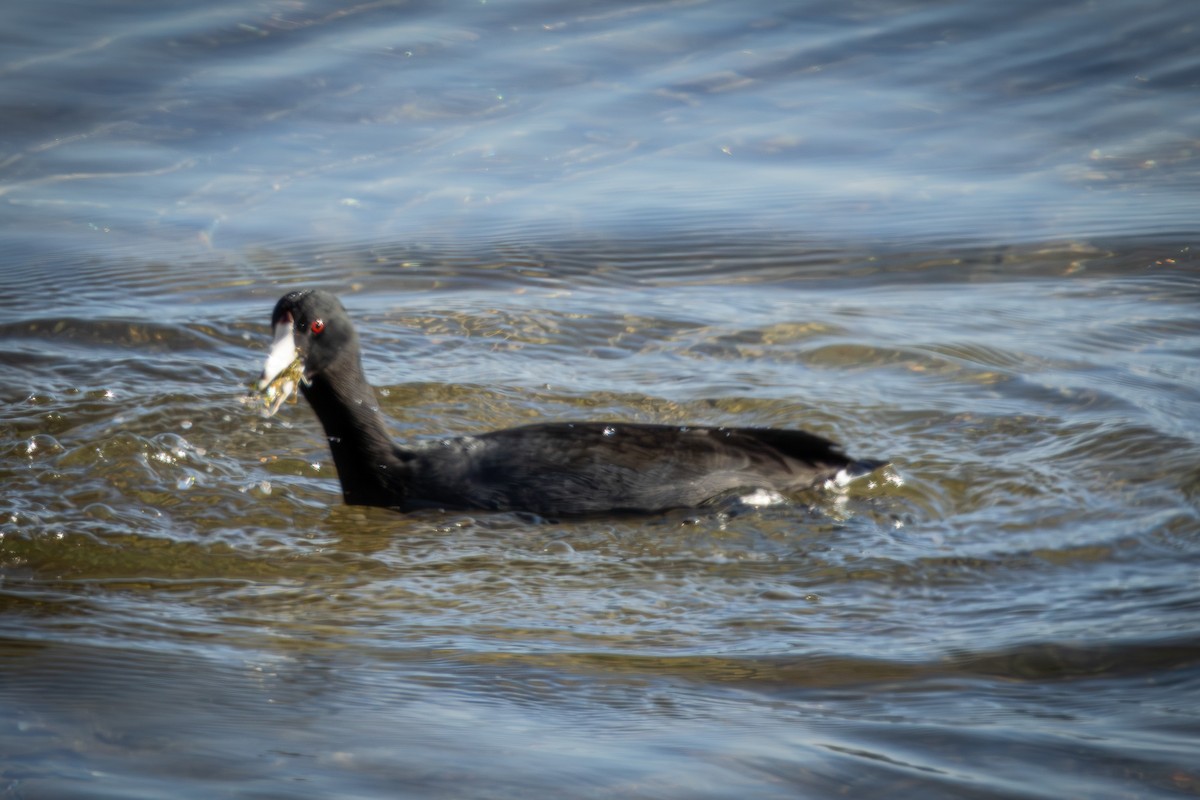 American Coot - ML646328898