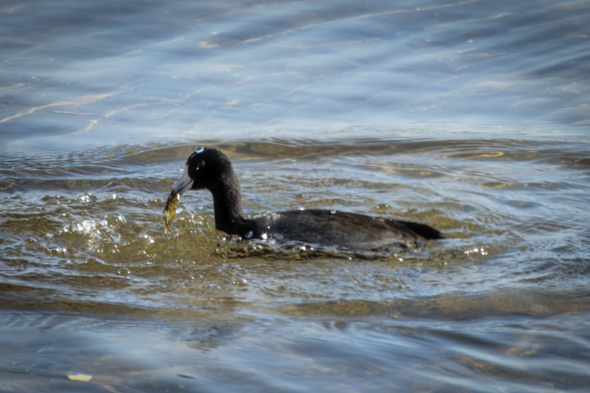 American Coot - ML646328899