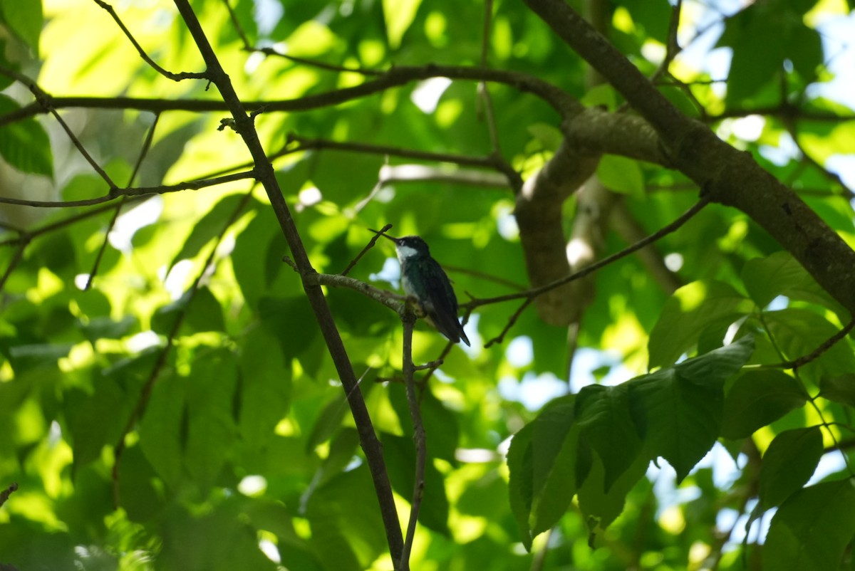 White-throated Hummingbird - ML646328903