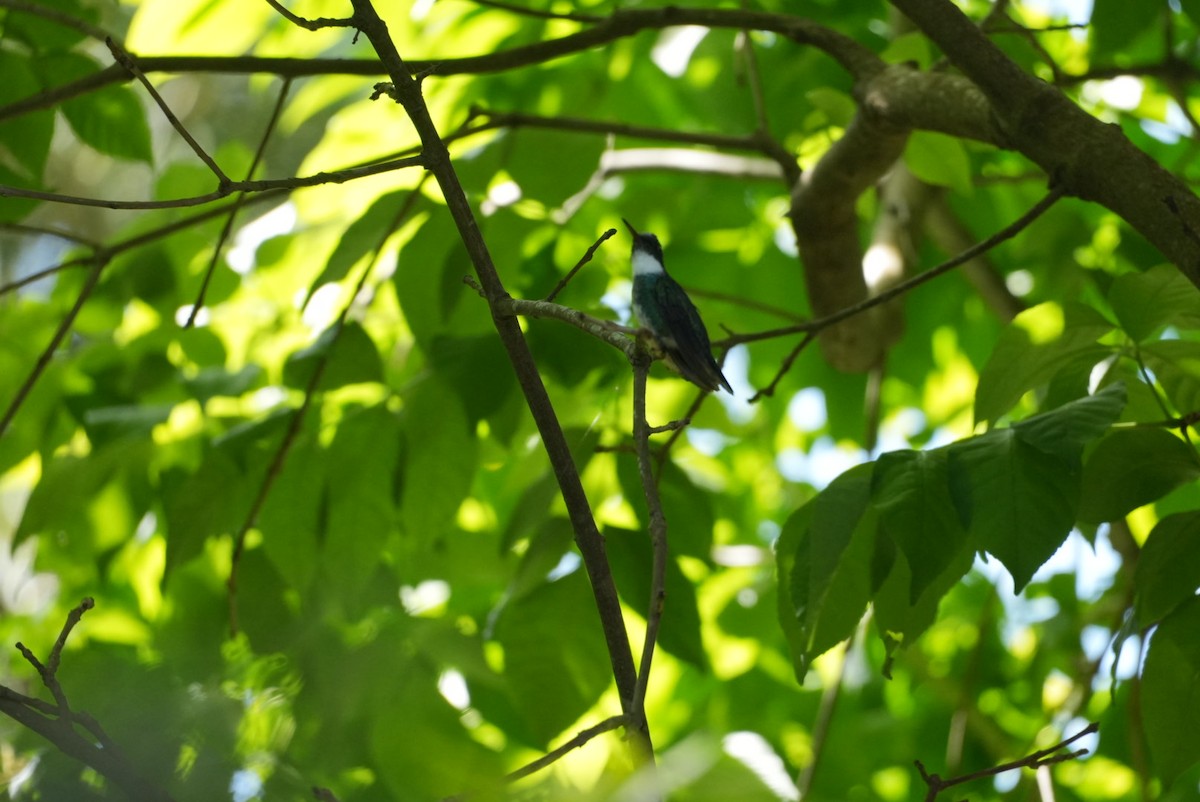 White-throated Hummingbird - ML646328909