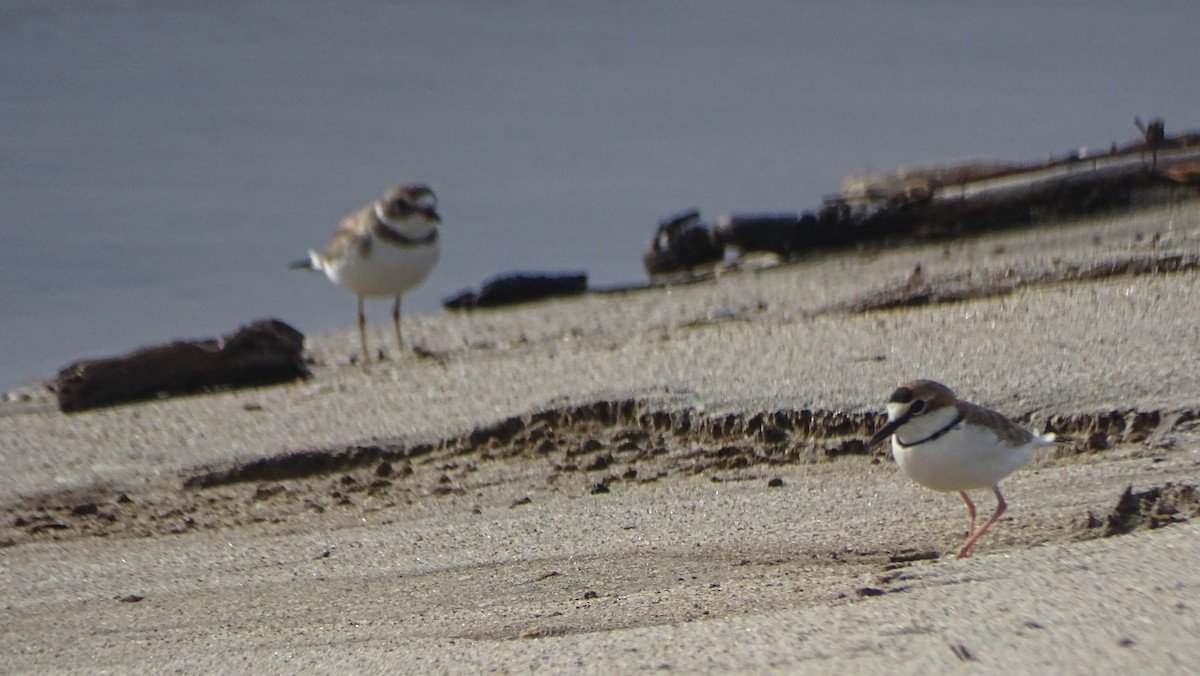 Collared Plover - ML646328910