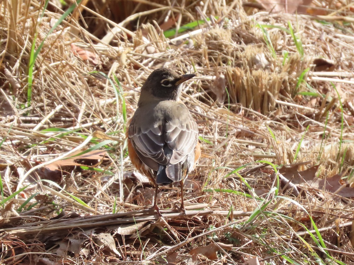 American Robin - ML646328911