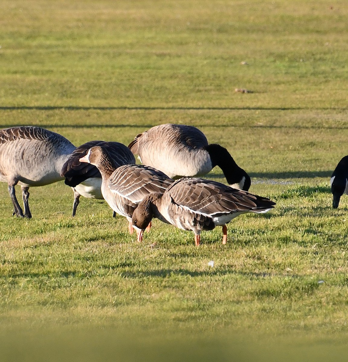 Greater White-fronted Goose (Western) - ML646328915