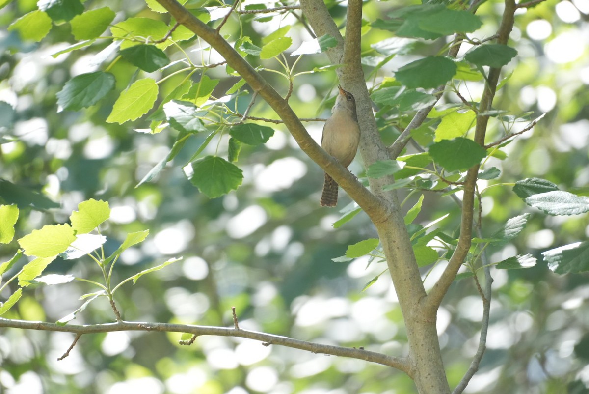 Southern House Wren - ML646328916