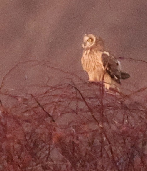 コミミズク（flammeus） - ML646328917