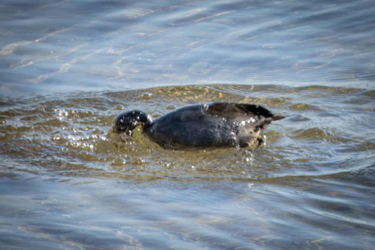 American Coot - ML646328918