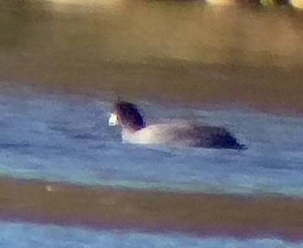 American Coot - ML646328920