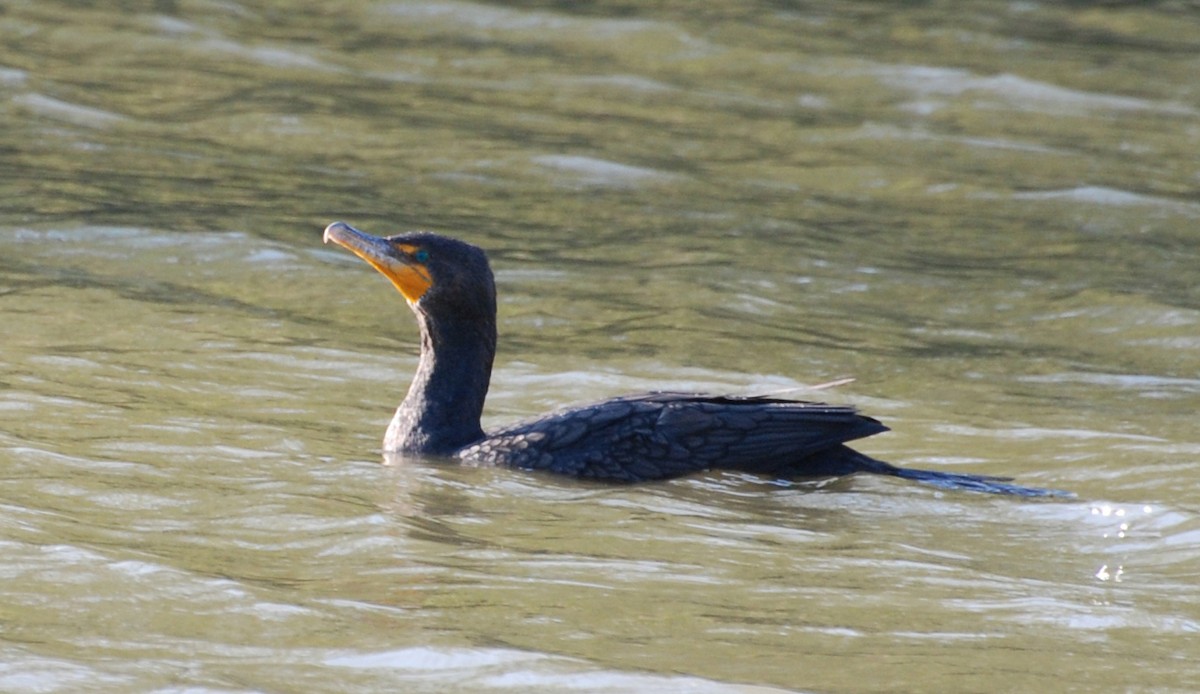 Double-crested Cormorant - ML646328922