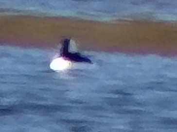 Bufflehead - ML646328924