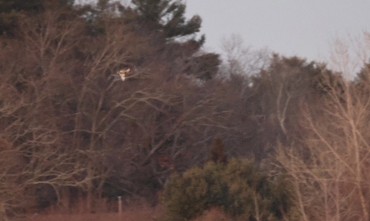 コミミズク（flammeus） - ML646328931