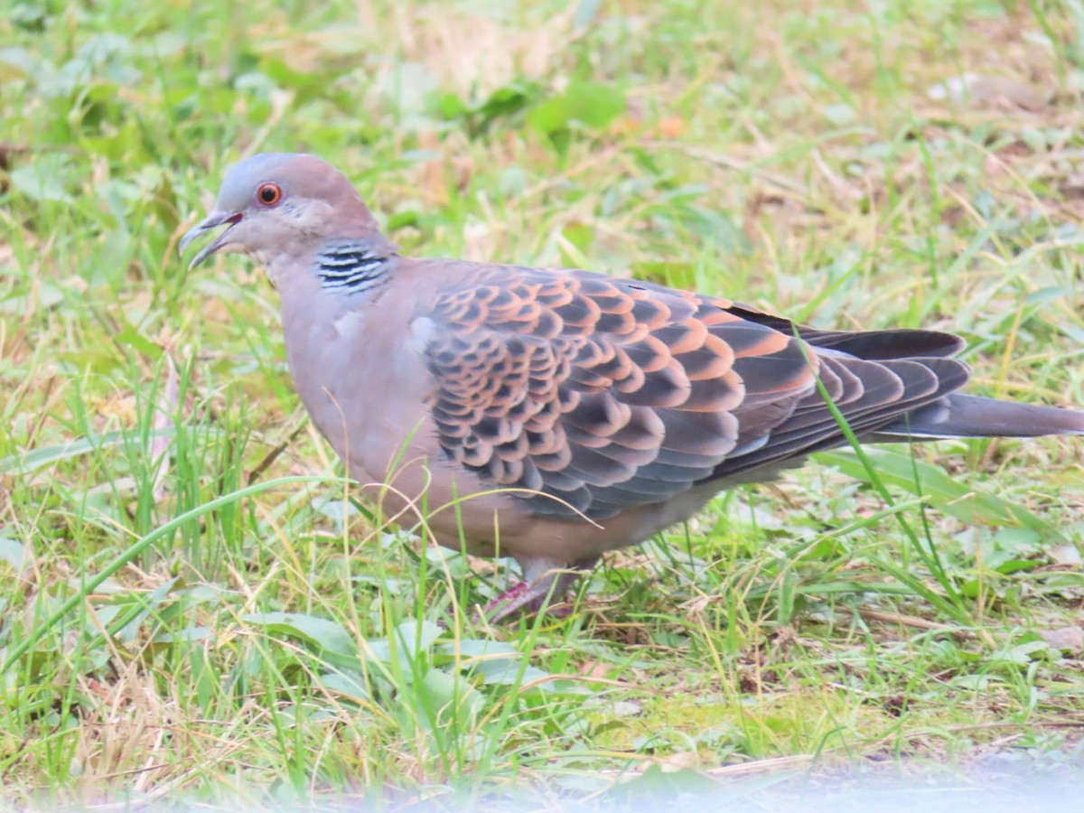 mongolturteldue - ML646328934