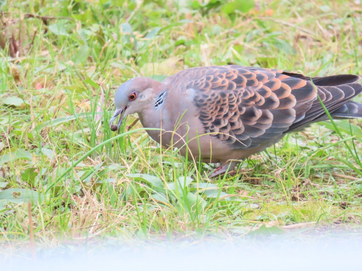 mongolturteldue - ML646328935