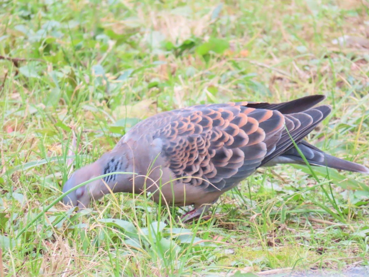 mongolturteldue - ML646328936