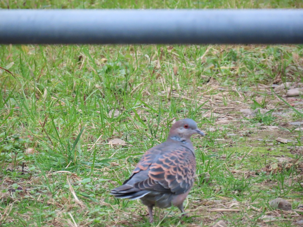 mongolturteldue - ML646328937