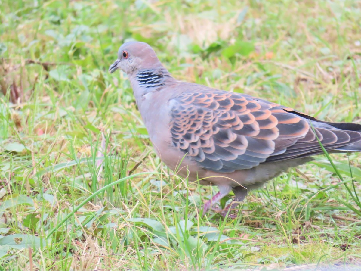 mongolturteldue - ML646328938