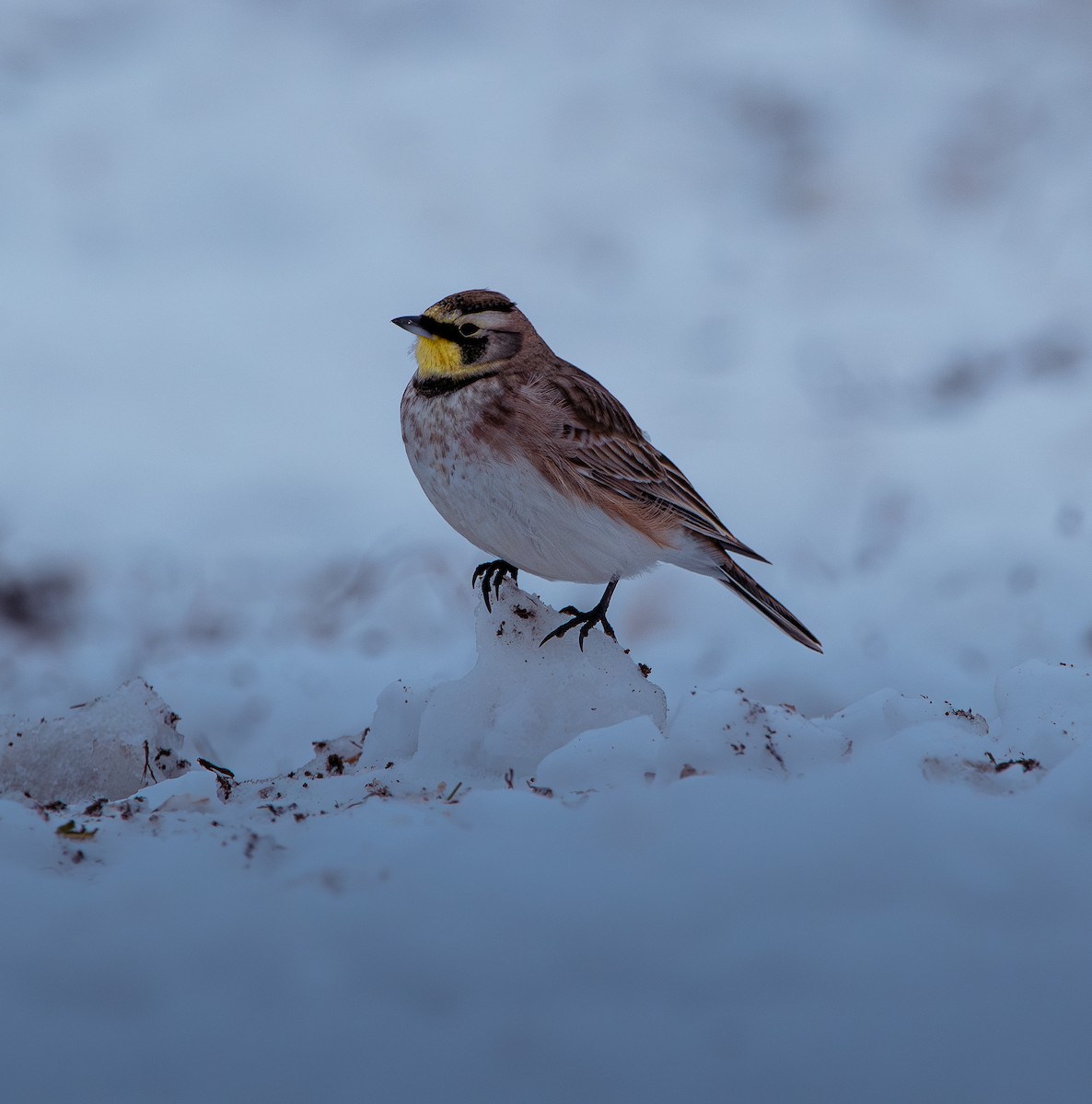 Horned Lark - ML646328939