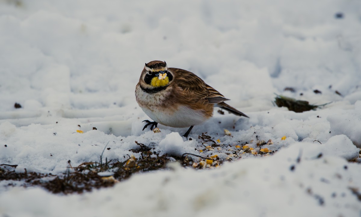 Hegatxabal adarduna - ML646328941